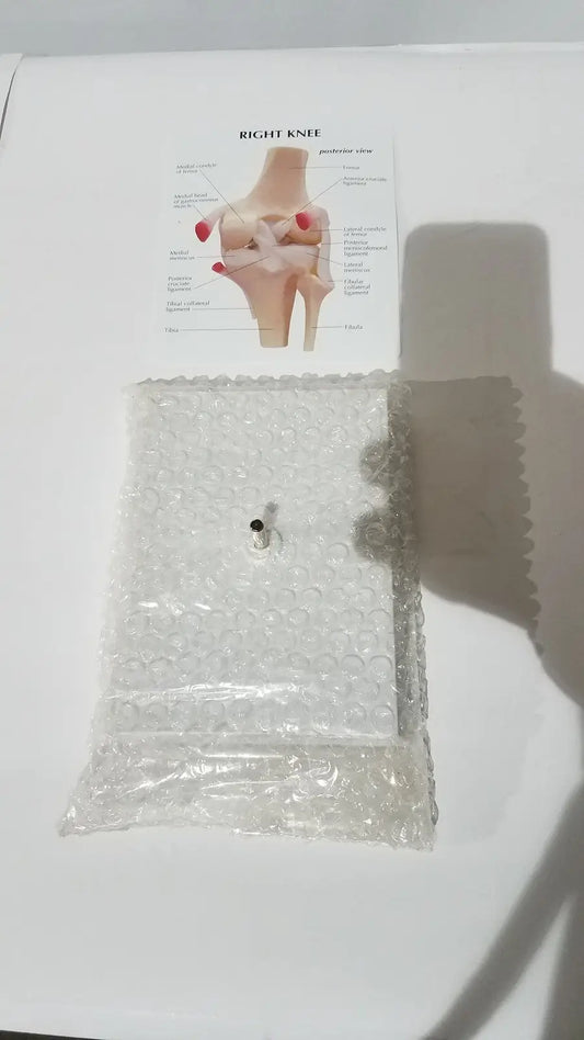 Right knee anatomical model wrapped in clear bubble packaging showing labeled life-size joint structure for medical education