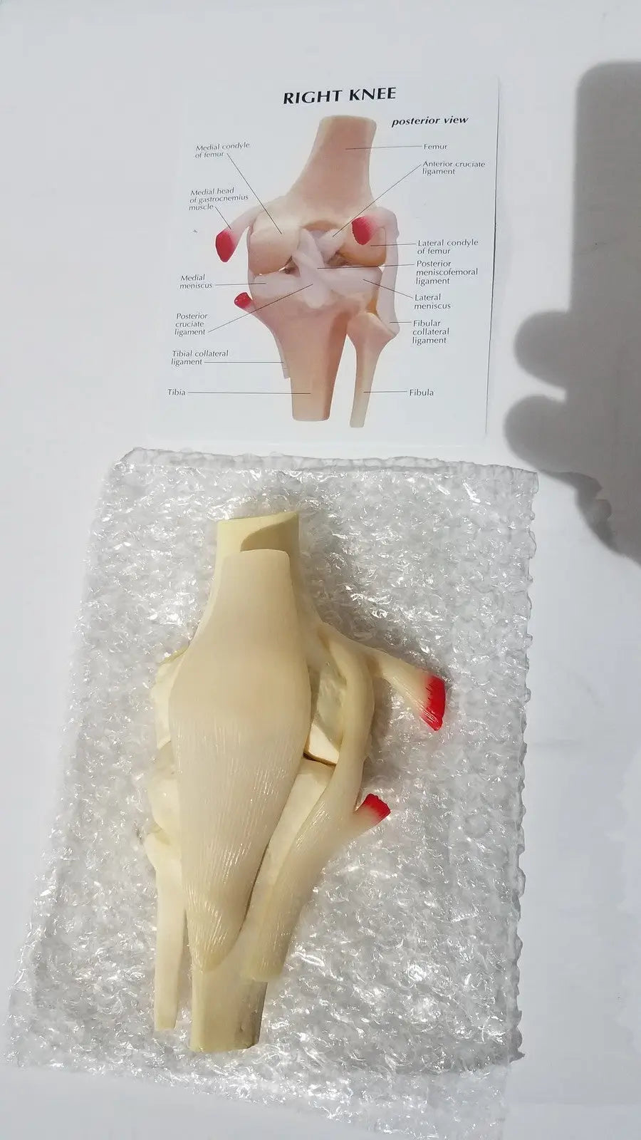 Beige plastic right knee anatomical model with red-tipped tendons for life-size joint structure medical education