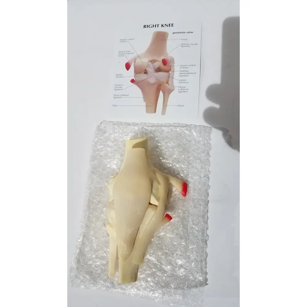 Beige plastic right knee anatomical model with red-tipped tendons for life-size joint structure medical education