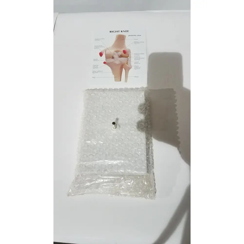 Right knee anatomical model wrapped in clear bubble packaging showing labeled life-size joint structure for medical education