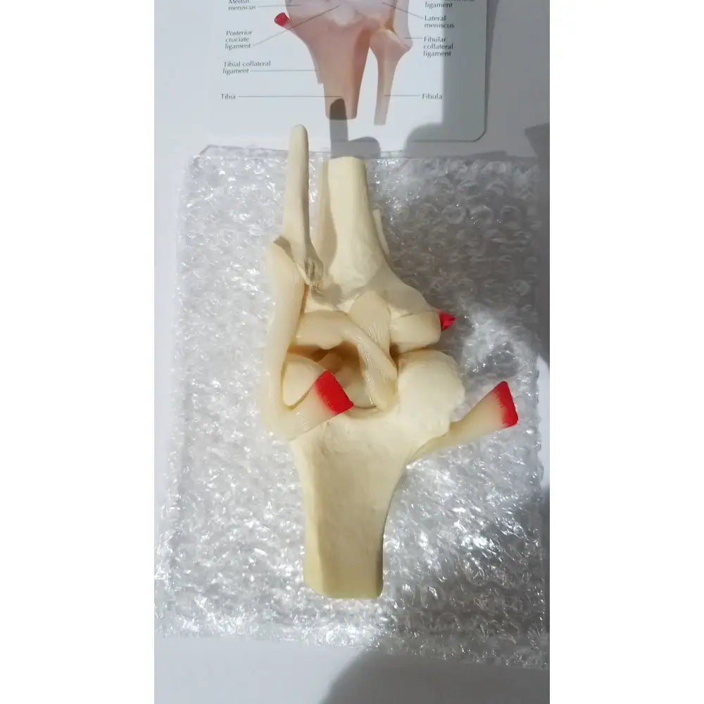 Beige anatomical model of a human wrist joint with red-tipped tendons for medical education in knee anatomical model context
