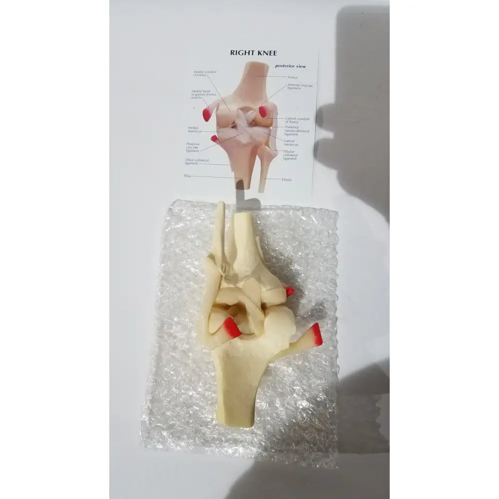 Beige life-size knee anatomical model with red-tipped tendons and labeled parts for medical education displayed on bubble wrap