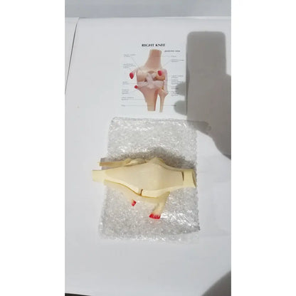 Beige plastic right knee anatomical model with red labels resting on bubble wrap for medical education use