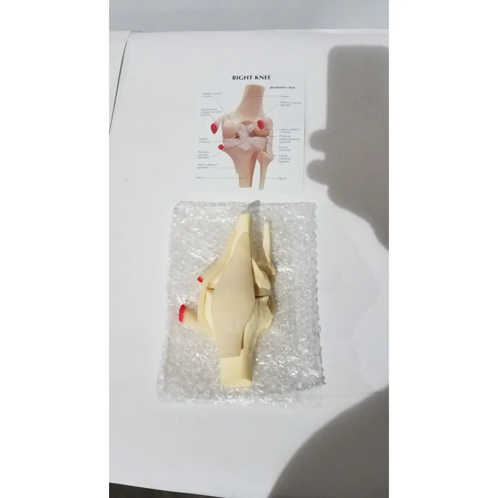 Beige plastic life-size knee anatomical model with red-tipped ligaments for medical education and joint study