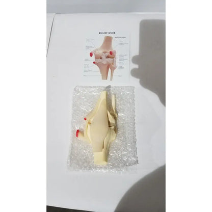 Beige plastic life-size knee anatomical model with red-tipped ligaments for medical education and joint study